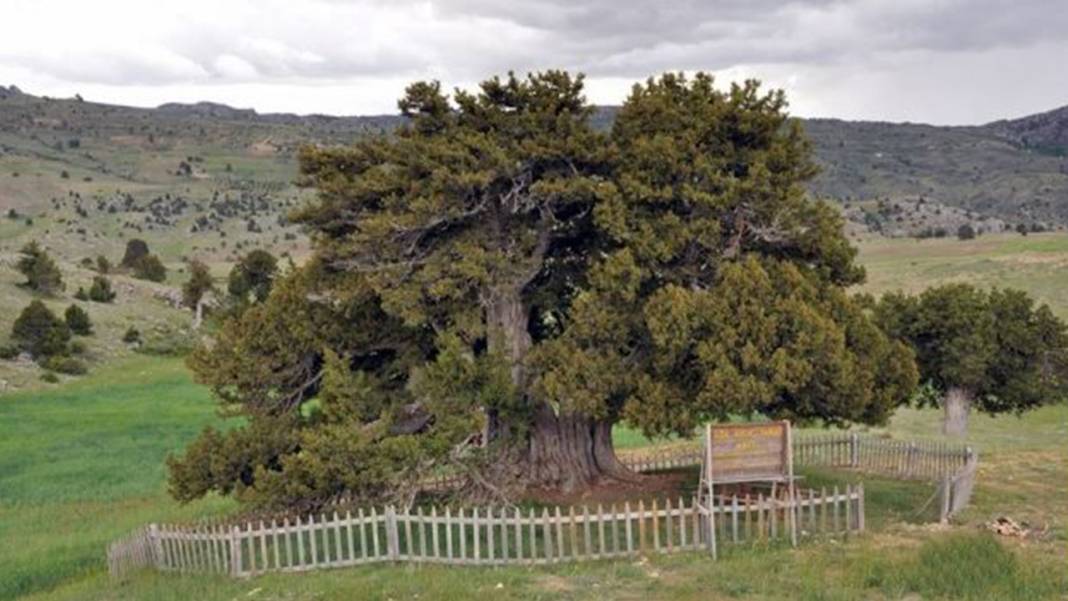 Konya'da asırlara kafa tutuyor: Dünyanın en yaşlı ikincisi 6